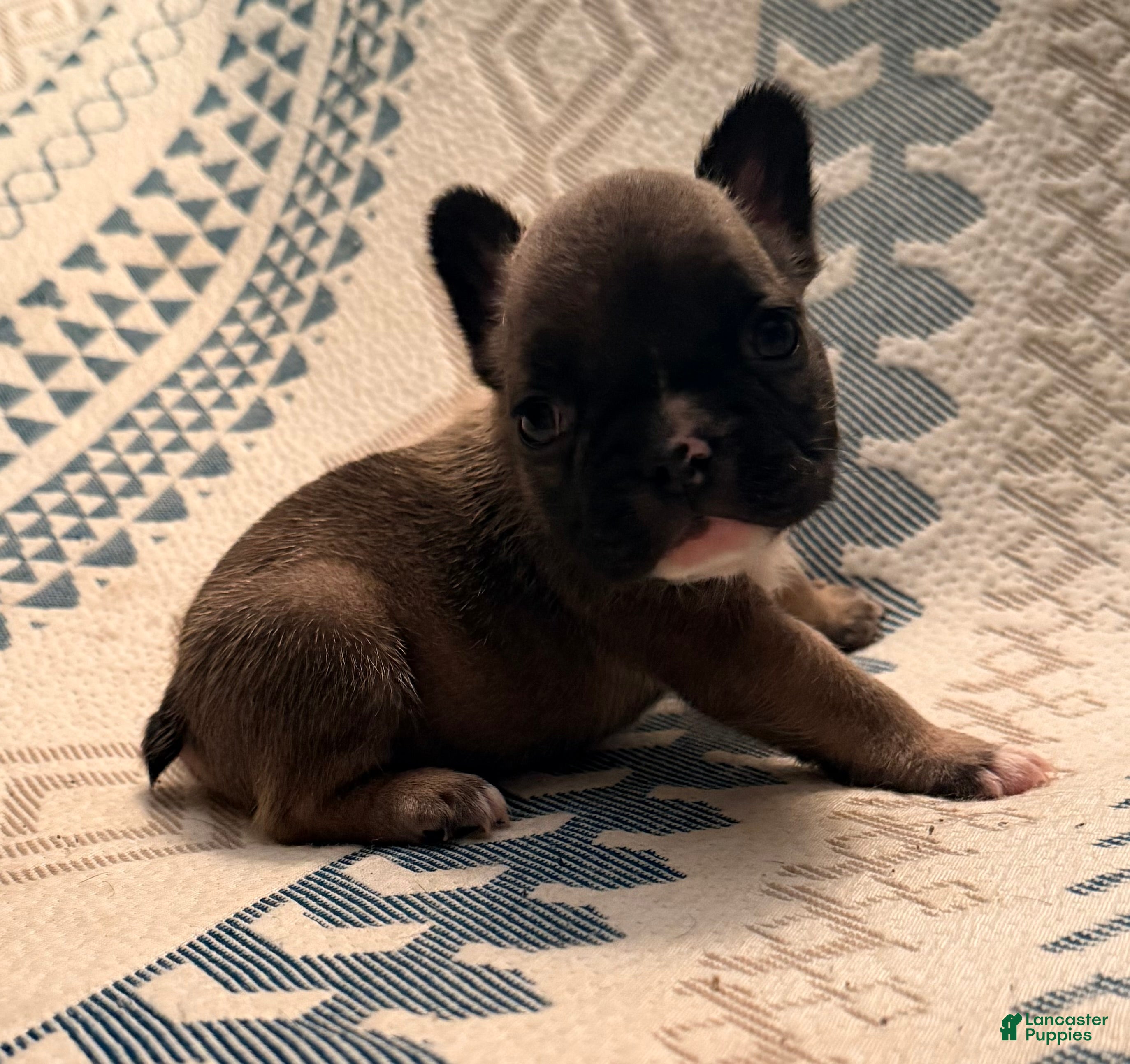 French Bulldog dogs Stew - Ad 1