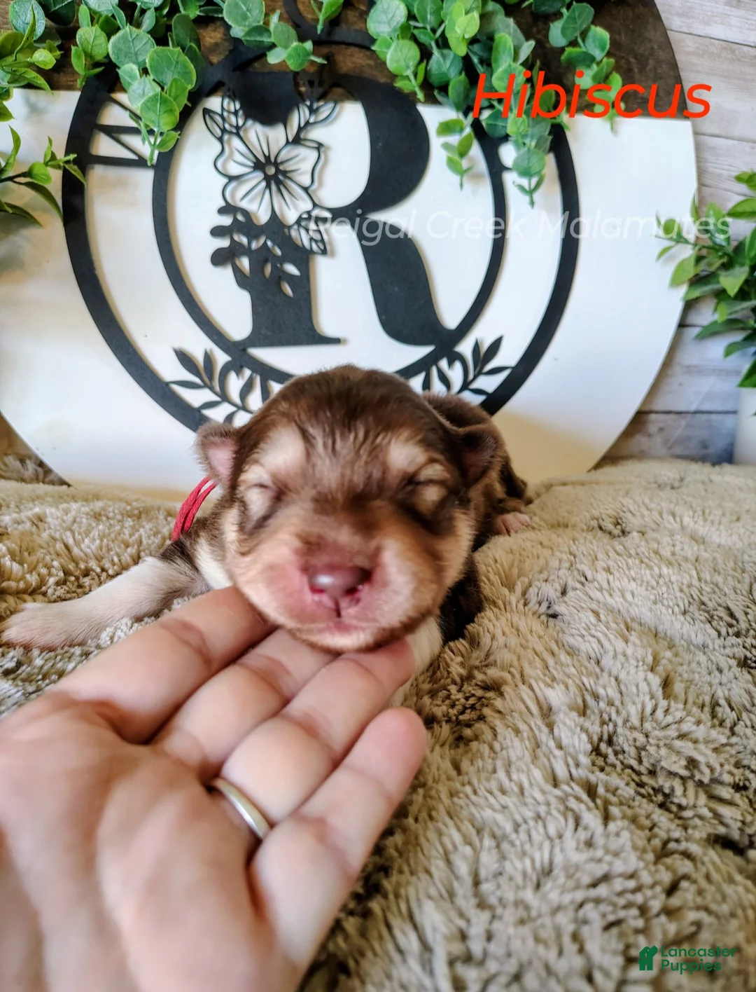 Alaskan Malamute dogs for sale: Hibiscus - Ad 2