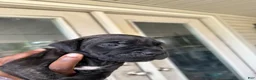 Cane Corso dogs for sale: Cane Corso Puppy 5 - Ad 46
