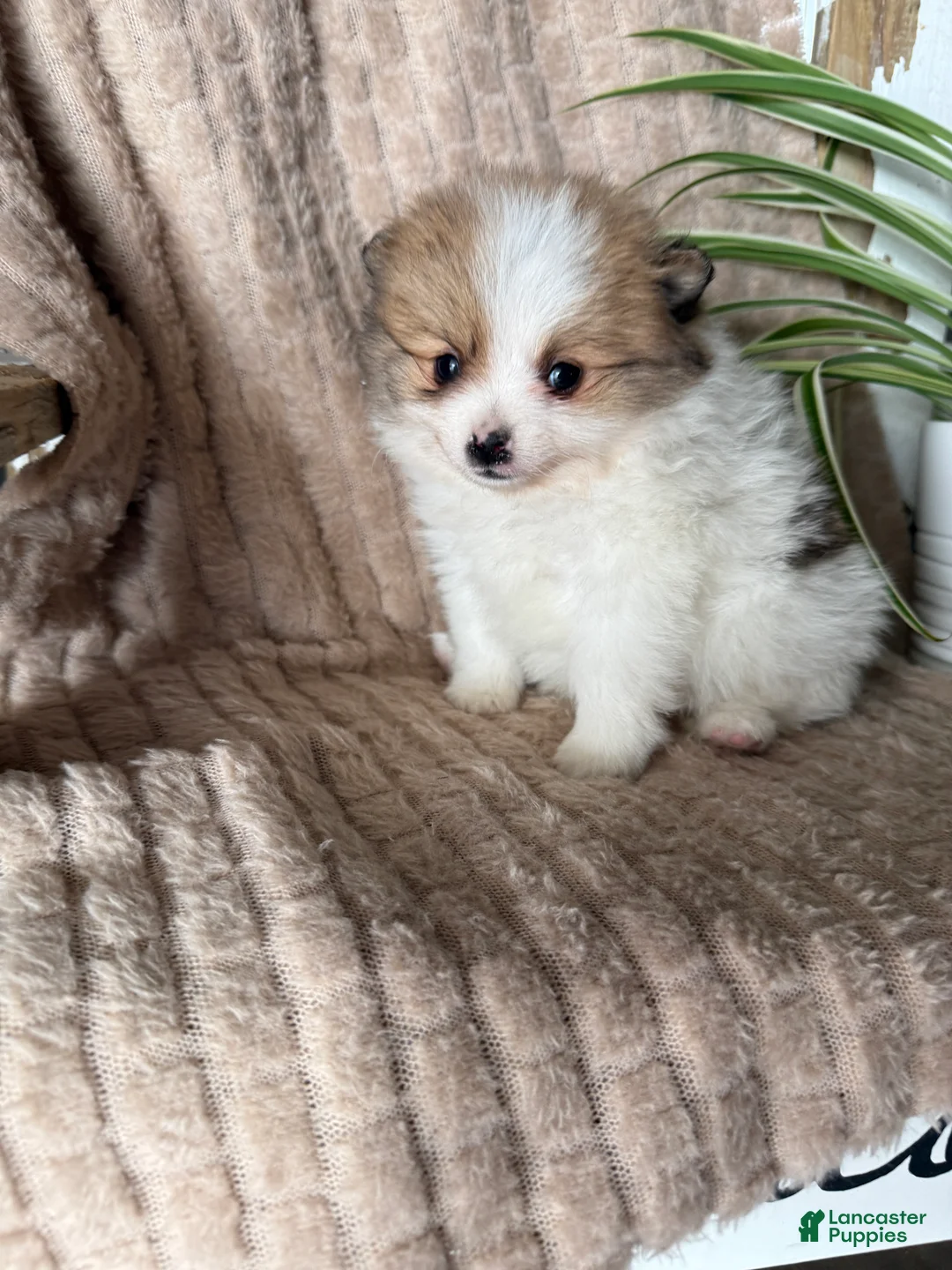 Pomeranian dogs for sale: Caleb - Ad 5