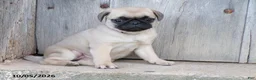 Pug dogs for sale: Dahlia - Ad 3