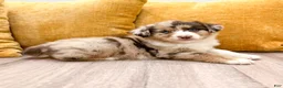 Australian Shepherd dogs for sale: Bailey - Ad 3