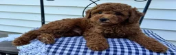 Miniature Poodle dogs for sale: Tyler - Ad 1