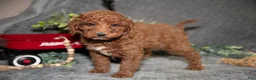 Miniature Poodle dogs for sale: Bixby - Ad 2