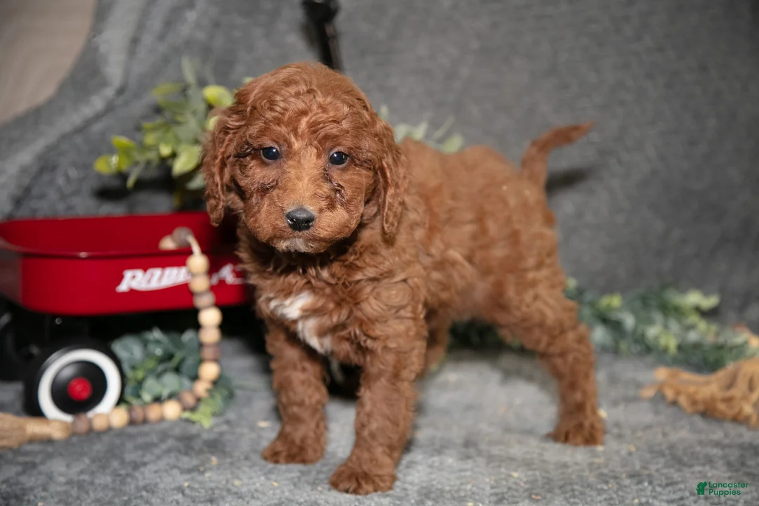 Miniature Poodle dogs for sale: Bixby - Ad 2