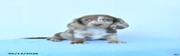 Miniature Dachshund dogs for sale: Polly - Ad 2