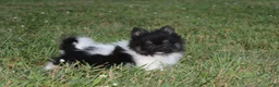 Pomeranian dogs for sale: Ziggy - Ad 5