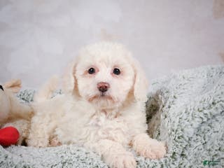 Bichpoo dogs Bobby - Ad 6