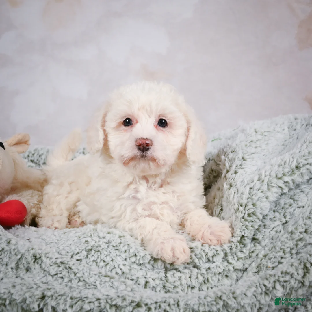 Bichpoo dogs for sale: Bobby - Ad 1