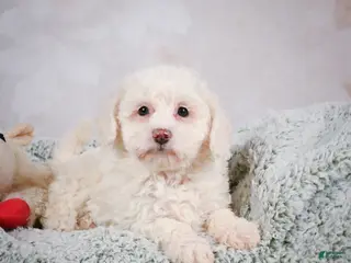 Bichpoo dogs Bobby - Ad 14