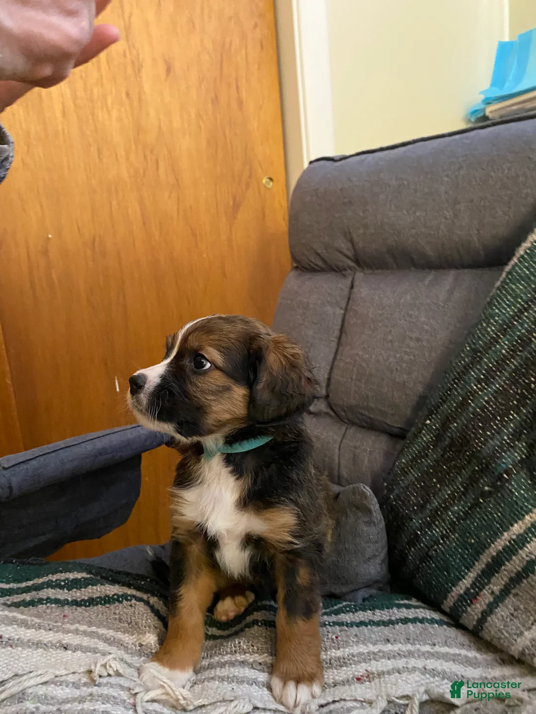 Bernedoodle dogs for sale: Bernedoodle Puppy 6 - Ad 1