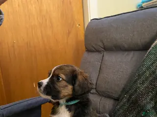 Bernedoodle dogs Bernedoodle Puppy 6 - Ad 35