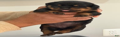 Rottweiler Puppy 5