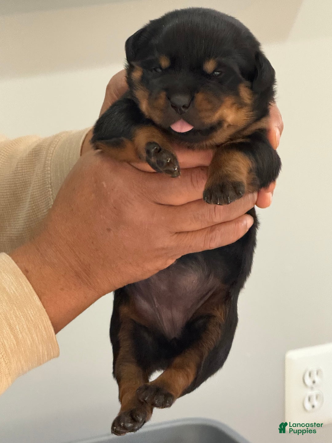 Rottweiler dogs for sale: Rottweiler Puppy 5 - Ad 1