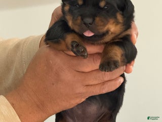 Rottweiler dogs Rottweiler Puppy 5 - Ad 7