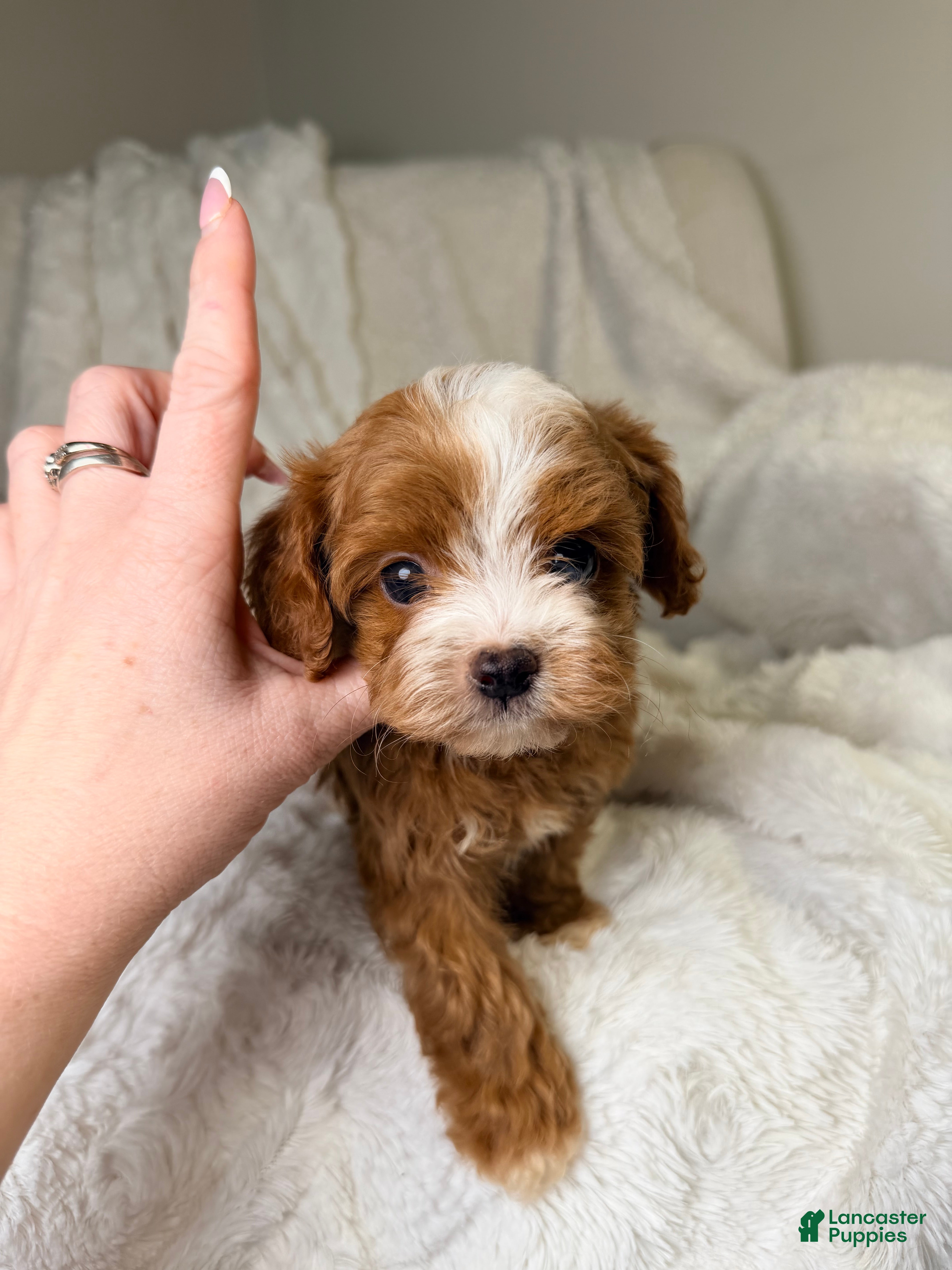 Cavapoo dogs Orion-tiny toy - Ad 17
