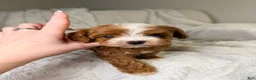 Cavapoo dogs for sale: Orion-tiny toy - Ad 1