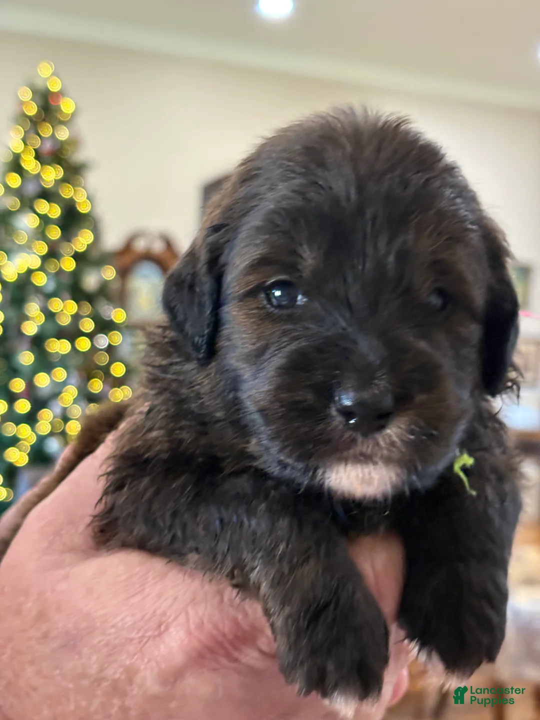 Mixed Breed dogs for sale: Female # 6 English Shepherd Doodle - Ad 2