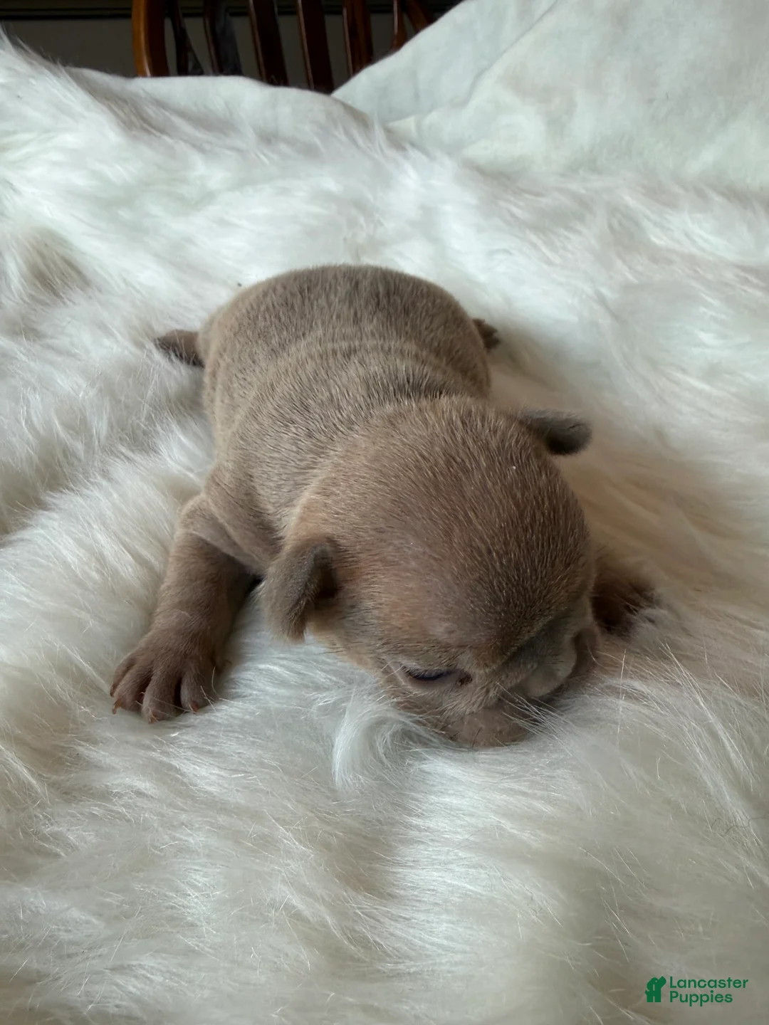 French Bulldog dogs for sale: French Bulldog Puppy 1 - Ad 3