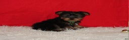 Yorkshire Terrier dogs for sale: Dustin - Ad 2