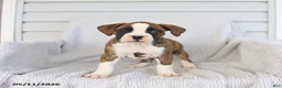 Boxer dogs for sale: Ruby - Ad 1