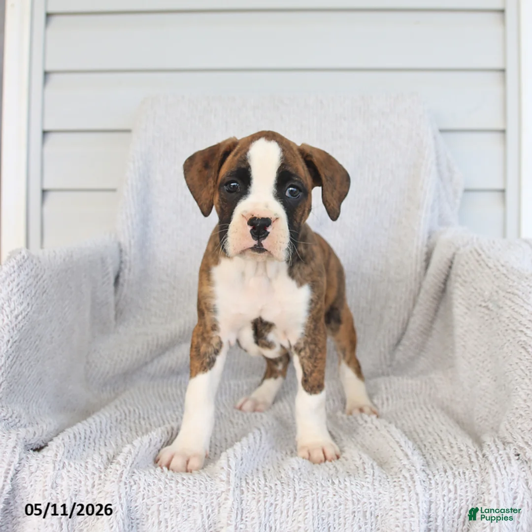 Boxer dogs for sale: Ruby - Ad 1