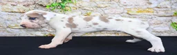 Great Dane dogs for sale: Apollo - Ad 1