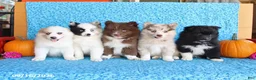 Pomsky dogs for sale: Raine - Ad 2