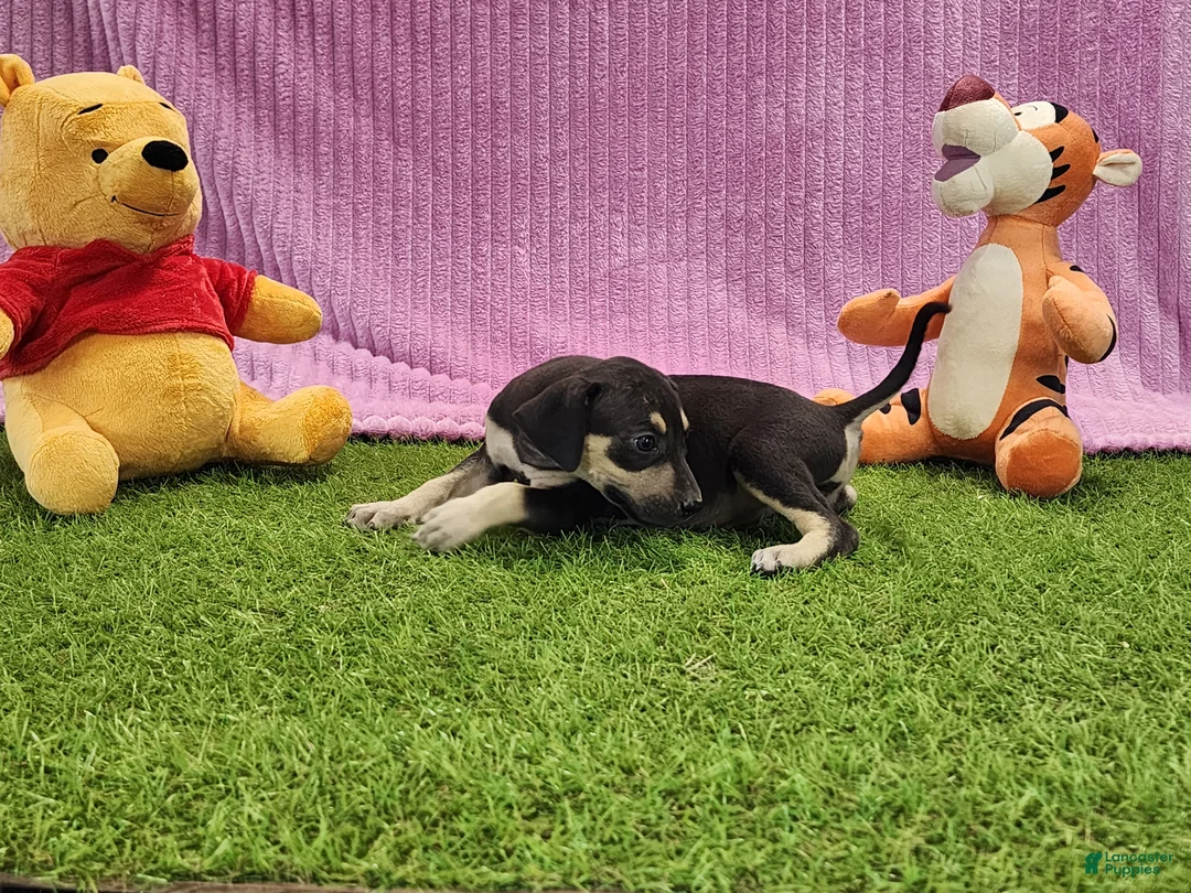 Catahoula Leopard Dog dogs for sale: Tess 2025 Female 1 - Ad 12