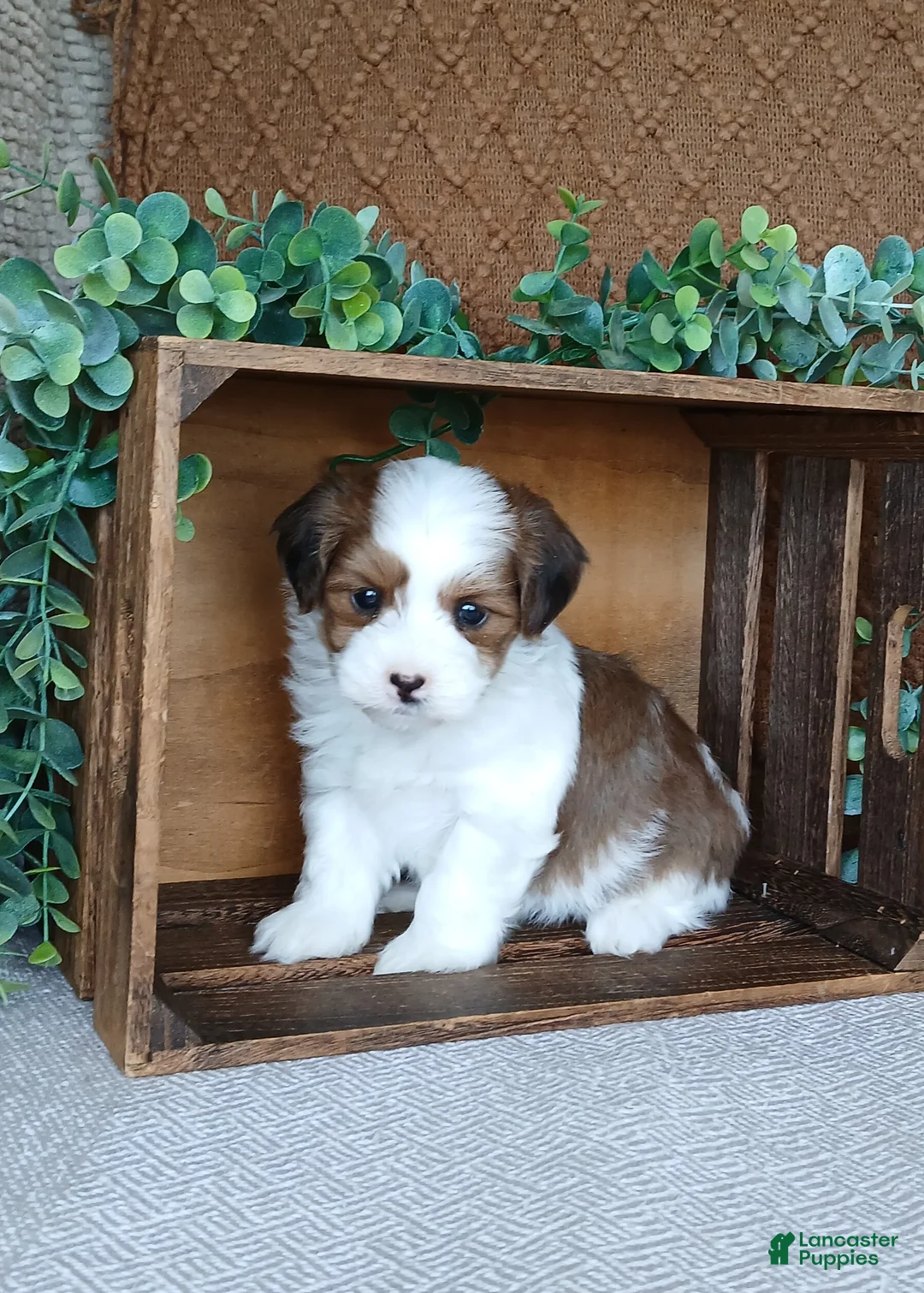 Havanese dogs for sale: Kylie  - Ad 8
