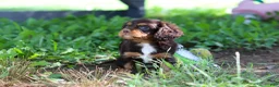 Cavalier King Charles Spaniel dogs for sale: Mudslide - Ad 6