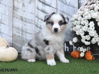 Australian Shepherd dogs - Ad 39