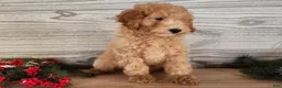 Mini Goldendoodle dogs for sale: Indy - Ad 10