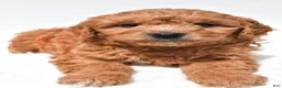 Mini Goldendoodle dogs for sale: Joy - Ad 2
