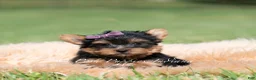 Yorkshire Terrier dogs for sale: Sugar Plum - Ad 2