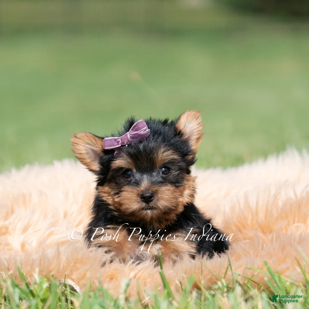 Yorkshire Terrier dogs for sale: Sugar Plum - Ad 2