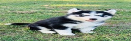 Siberian Husky dogs for sale: Siberian Husky Puppy 2 - Ad 10