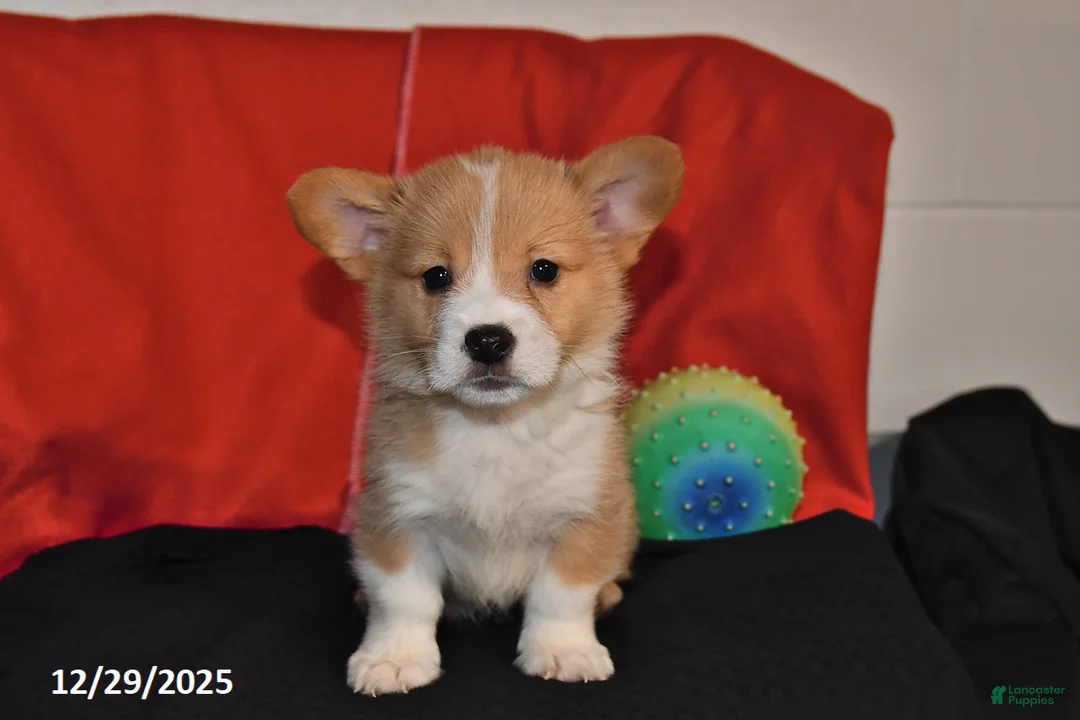 Welsh Corgi Pembroke dogs for sale: Cody - Ad 4