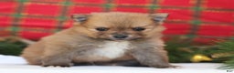 Pomeranian dogs for sale: Happy - Ad 6