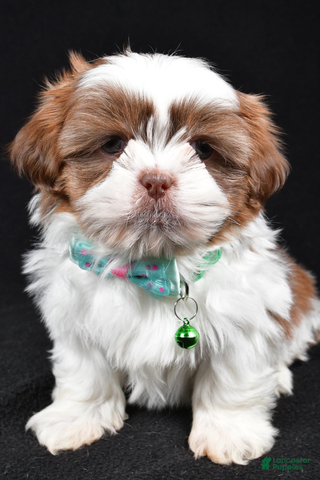 Shih Tzu dogs for sale: Flicker - Ad 7
