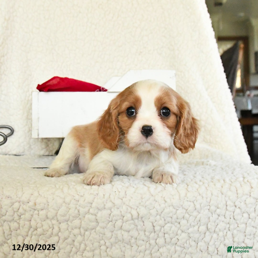 Cavalier King Charles Spaniel dogs for sale: Cocoa - Ad 2