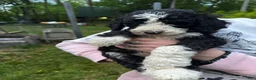 Mixed Breed dogs for sale: Jack - Ad 4