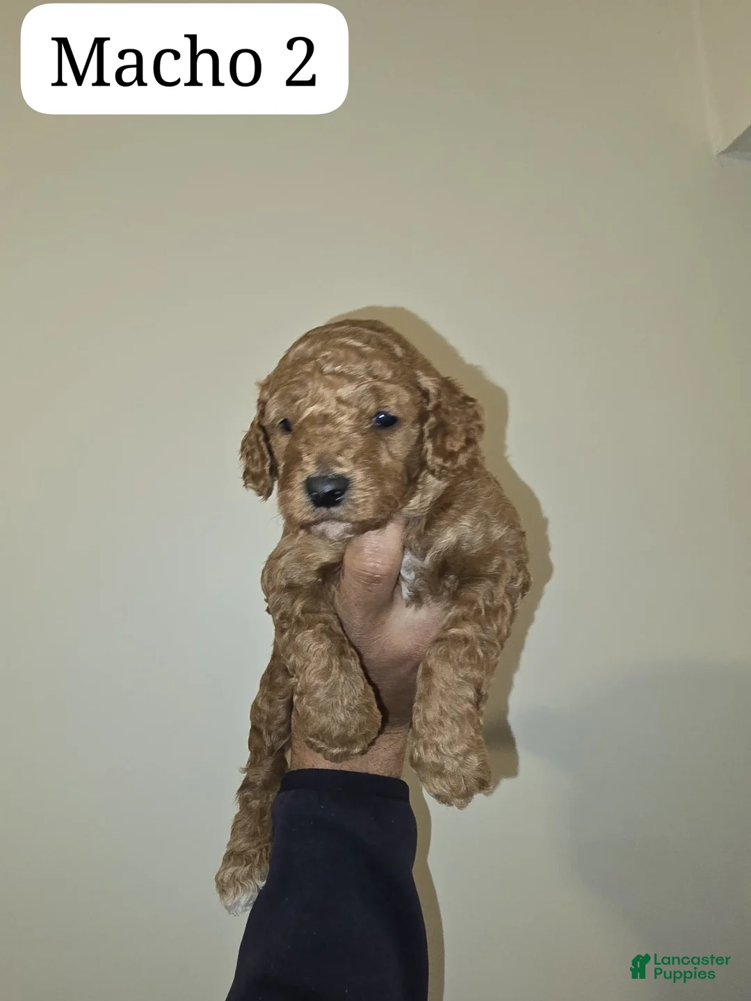 Goldendoodle dogs for sale: Goldendoodle Puppy 2 - Ad 2
