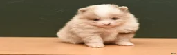 Pomeranian dogs for sale: Raina - Ad 3