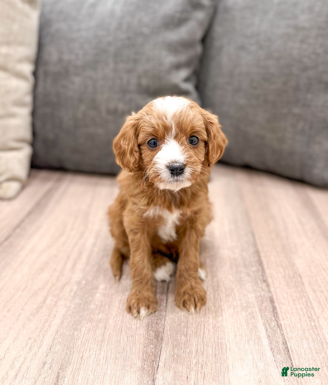 Cavapoo dogs for sale: Vixen - Ad 1