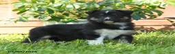 Miniature Australian Shepherd dogs for sale: Geraniam - Ad 1