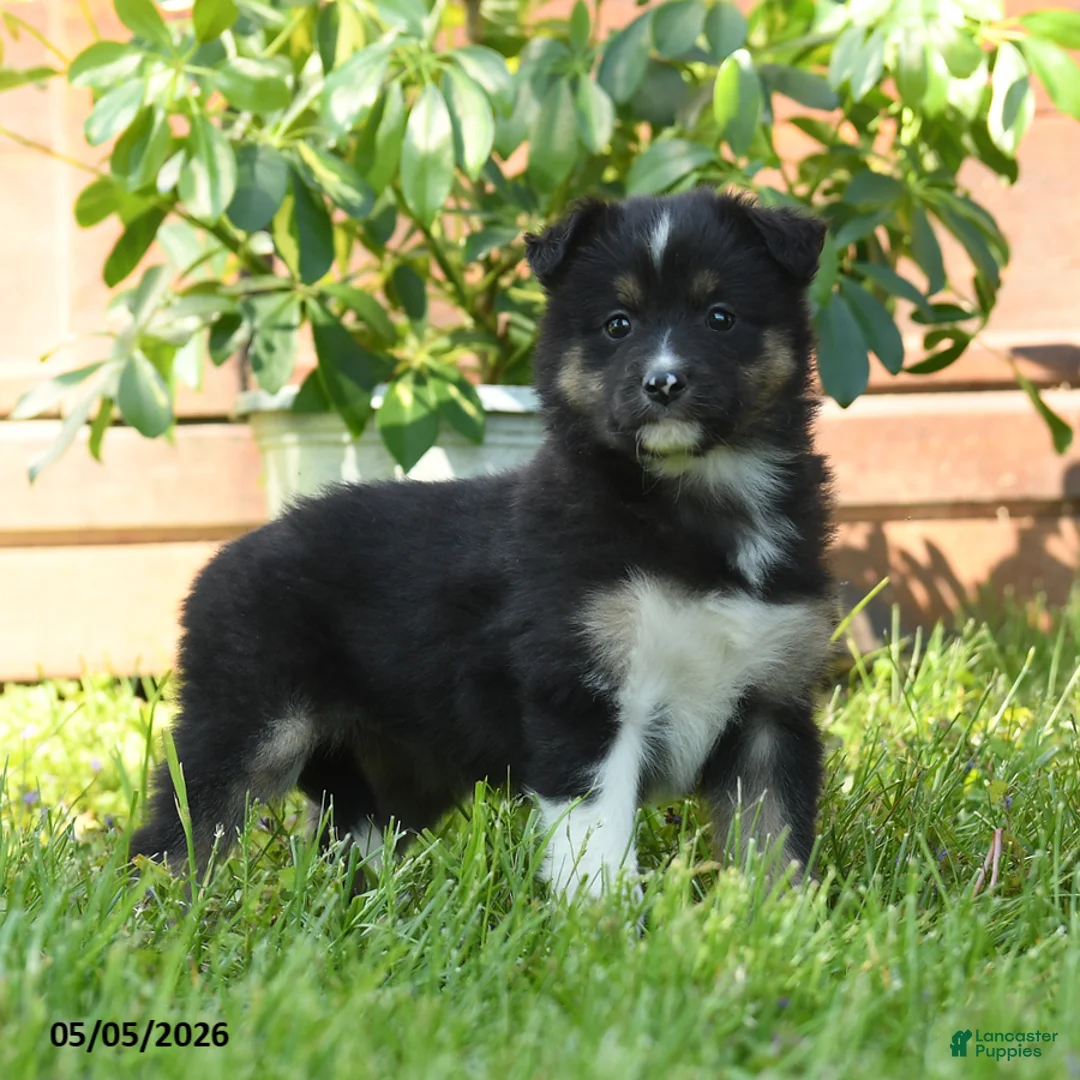 Miniature Australian Shepherd dogs for sale: Geraniam - Ad 1