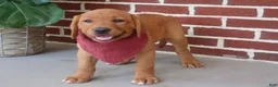 Labrador Retriever dogs for sale: Willow - Ad 1