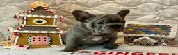French Bulldog dogs for sale: River  - Ad 17