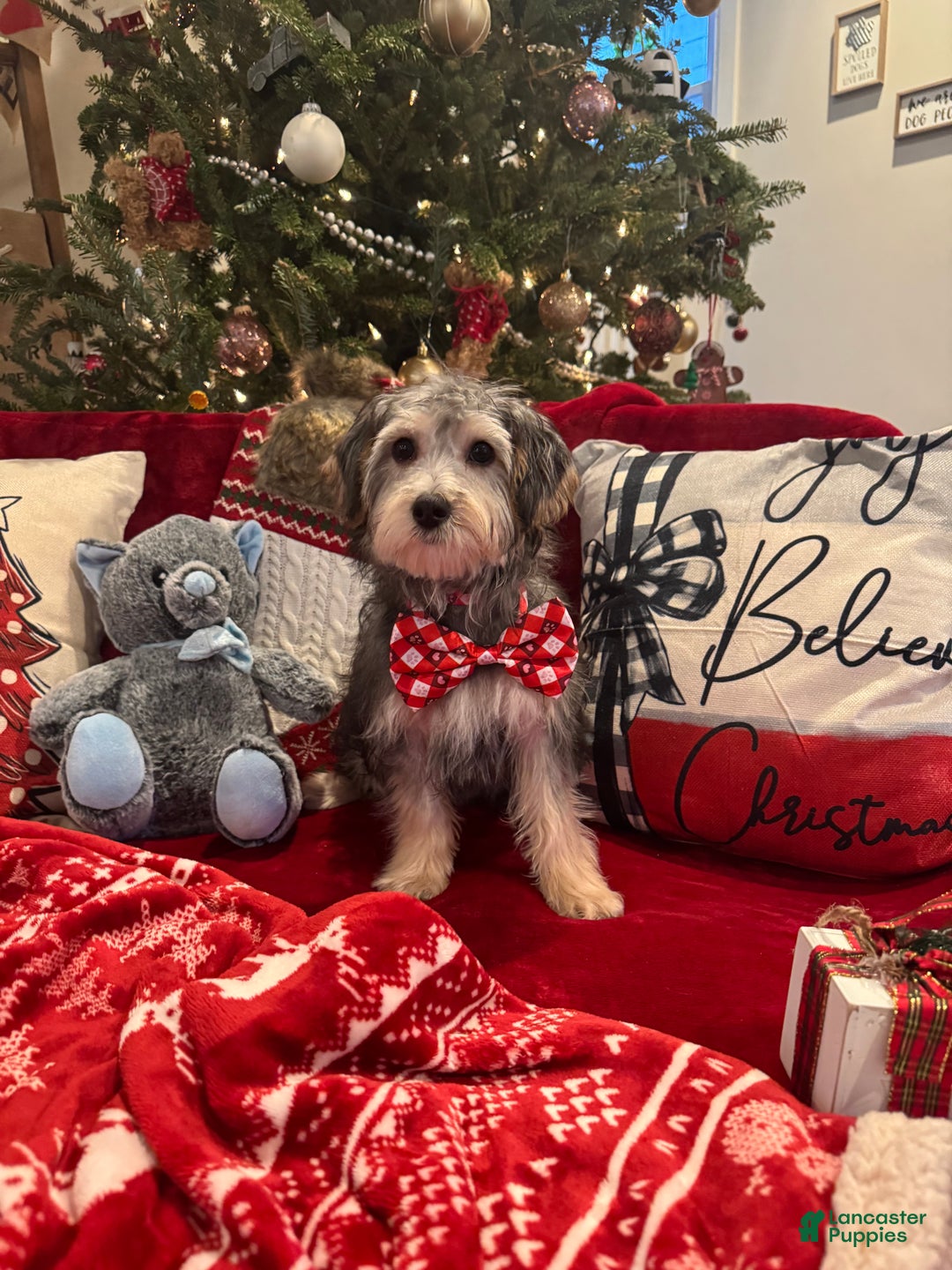 Yorkiepoo dogs for sale: Yorkiepoo Puppy 2 - Ad 1